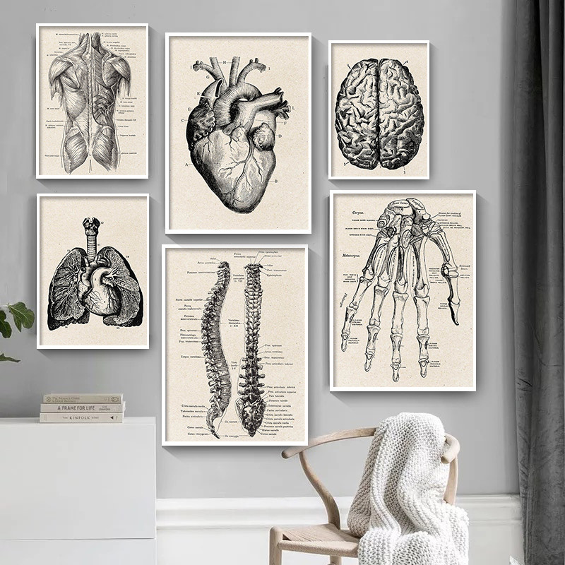 Медицинская анатомия, холст, х – обзор и цена Medical Lab Posters